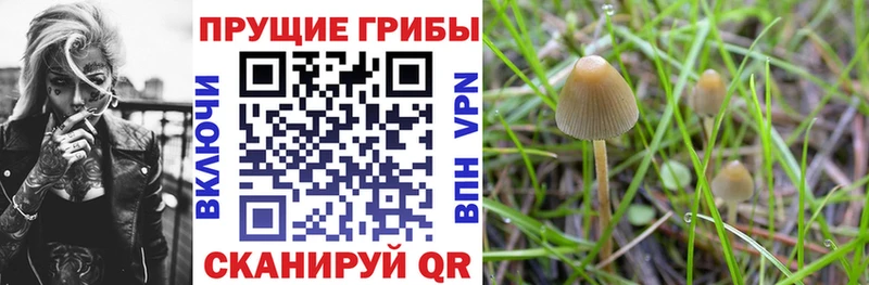 Галлюциногенные грибы Psilocybe  Купить где  Новозыбков 